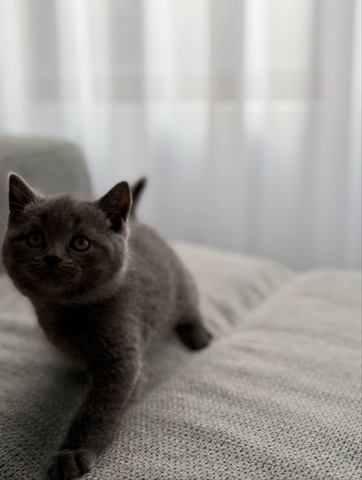 Baiețel British Shorthair