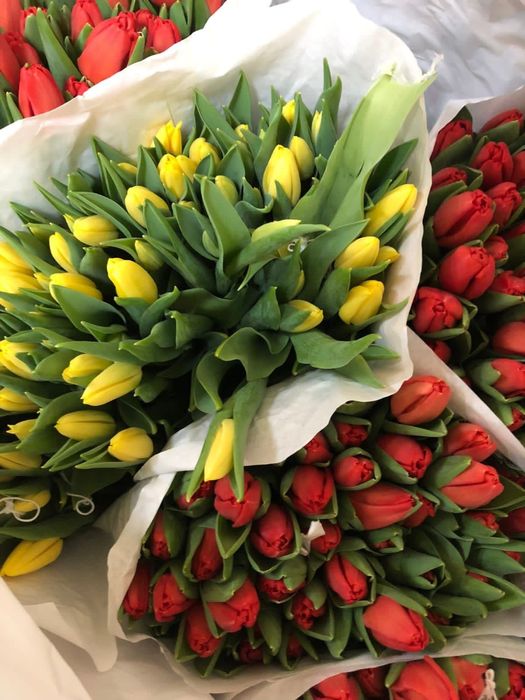 Тюльпаны из Голландии ОПТОМ