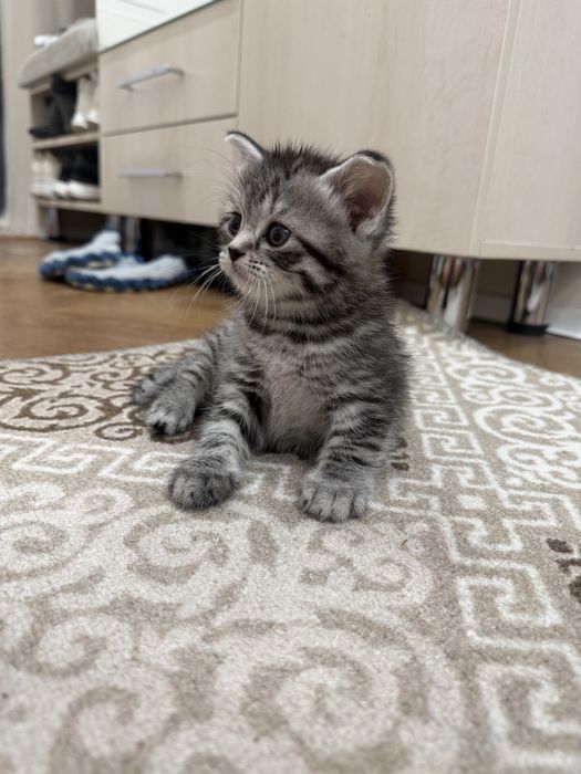 Продается котенок-девочка, шотладская