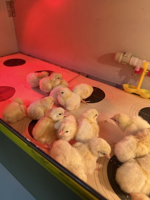 Адлерская Серебристая