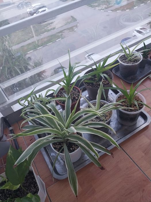 Продам комнатные цветы.