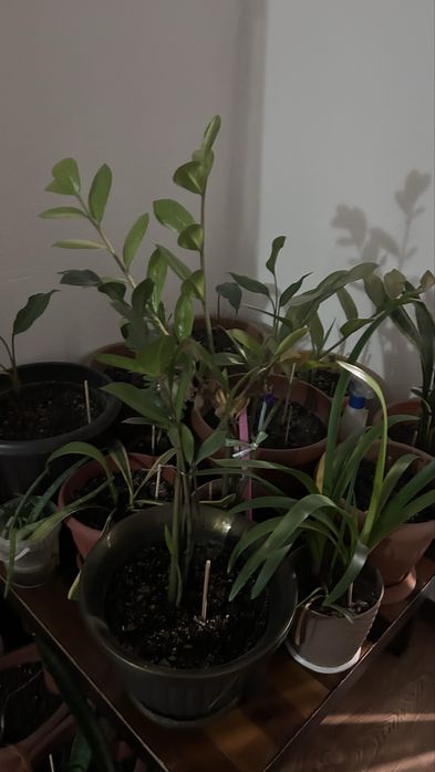 Домашние растения по 2000т