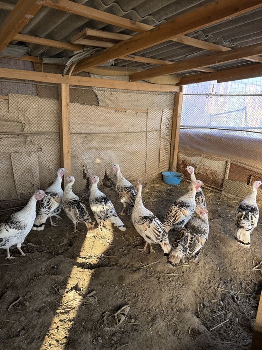 Индюк сатылады 11 шт