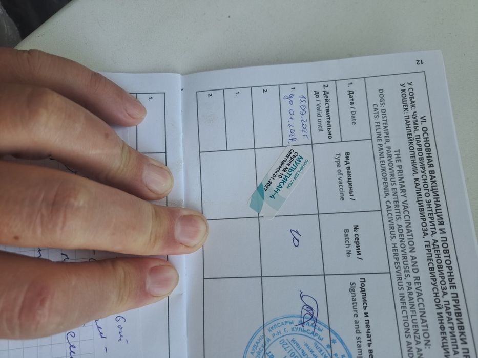 Авчарка күшік сатамын  ұрғашы