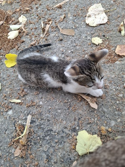 Ofer pui de pisica spre adopție