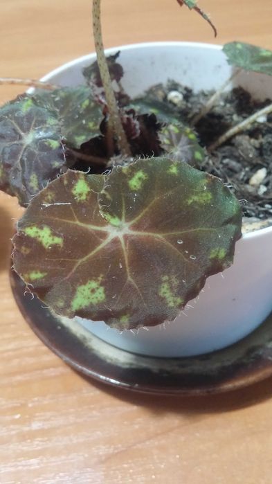 Бегония комнатная