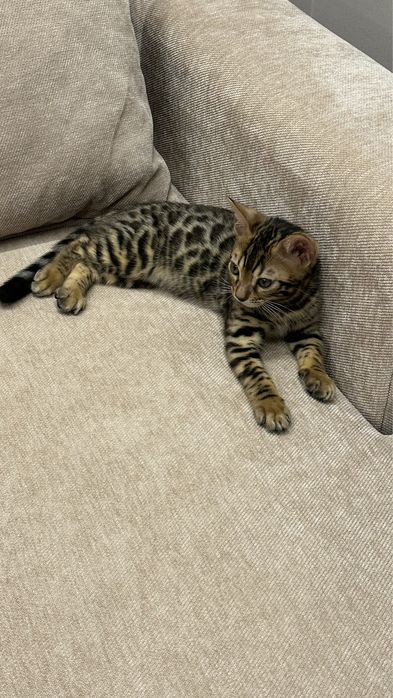 Бенгальский котенок, 2 месяца