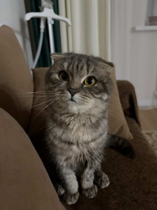 Пристраивается Шотладнская-вислоухая кошечка