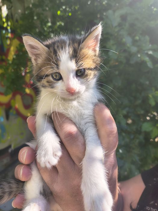 Подарявам котенца
