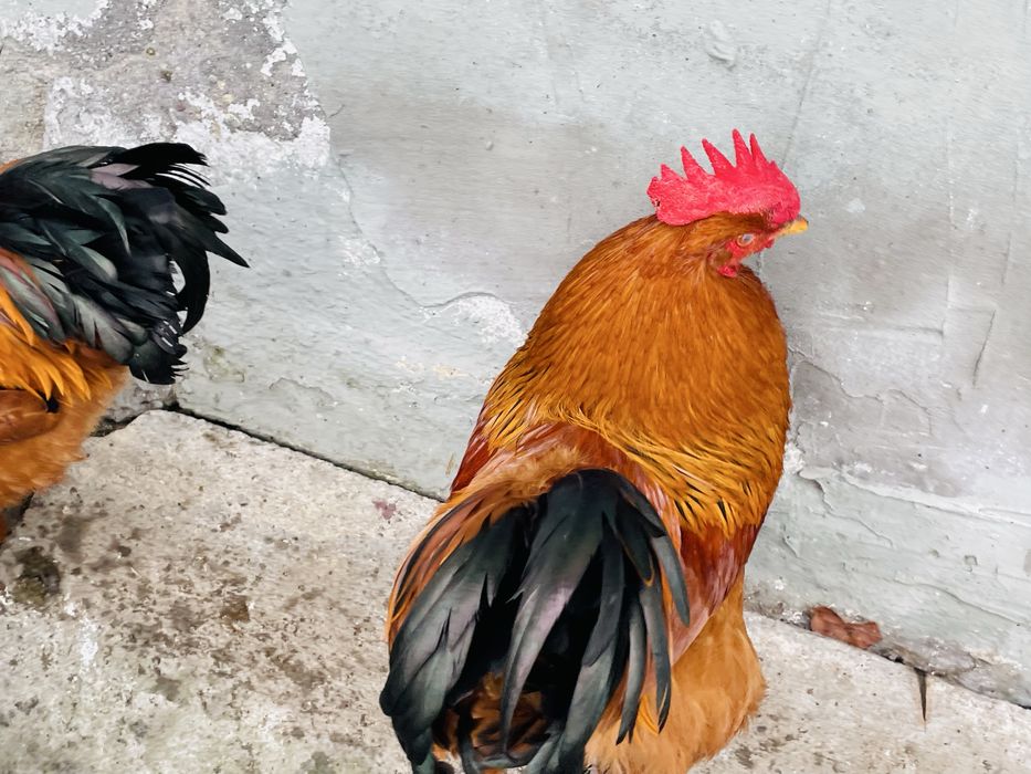 Cocosi tineri New Hampshire