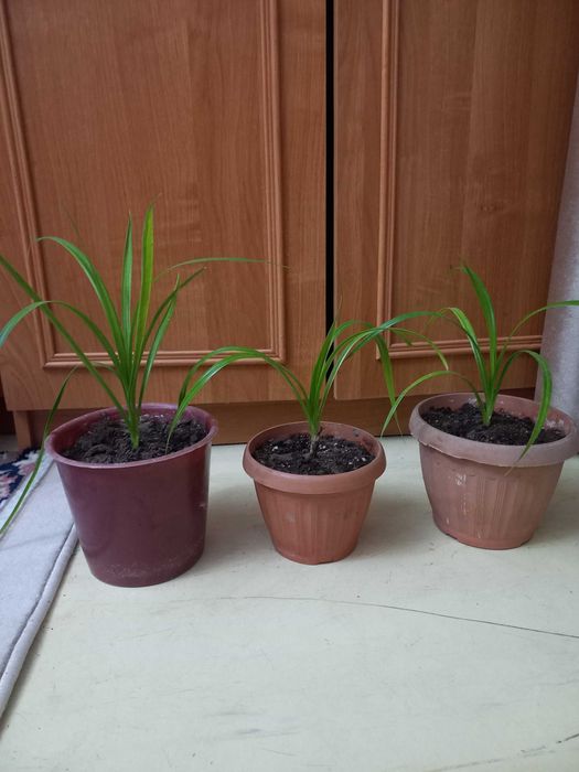 Продам комнатные цветы