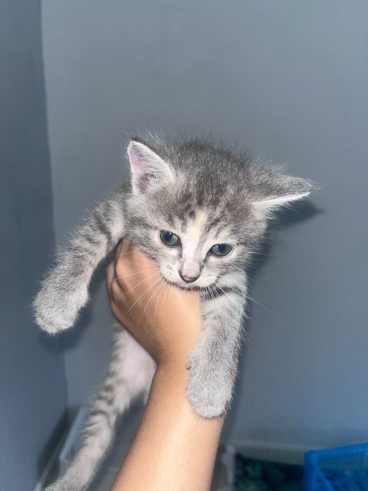 Голубоглазые котята