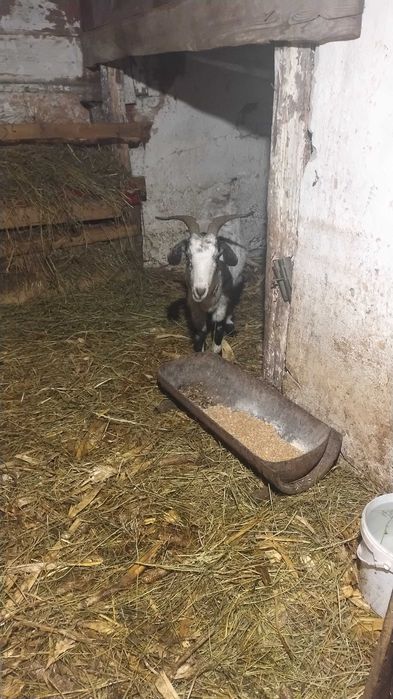 Capre gestante metis de anglolubian