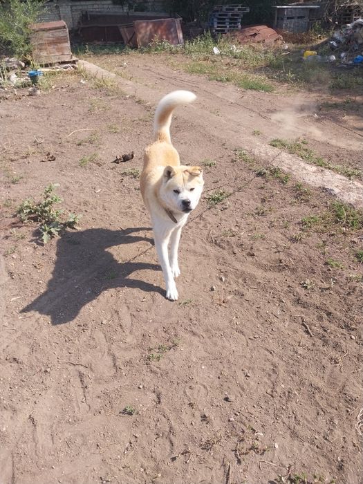 Собака ,японская акита ину,мальчик 3 лет