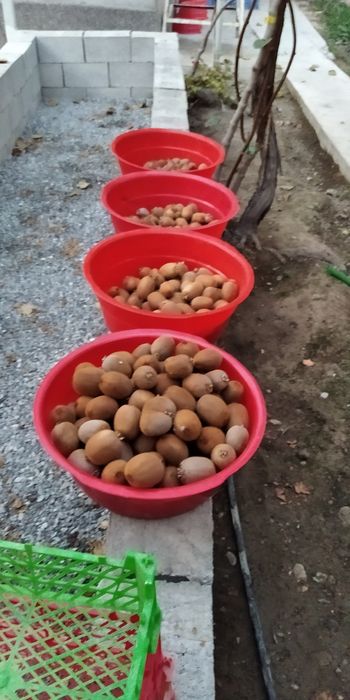 киви кўчат сотилади