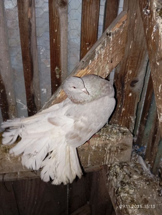 Porumbei de vânzare 50 lei bucata