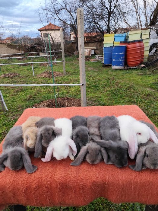 Френски кочовати зайци