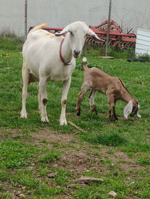 Iedut anglonubian 75%