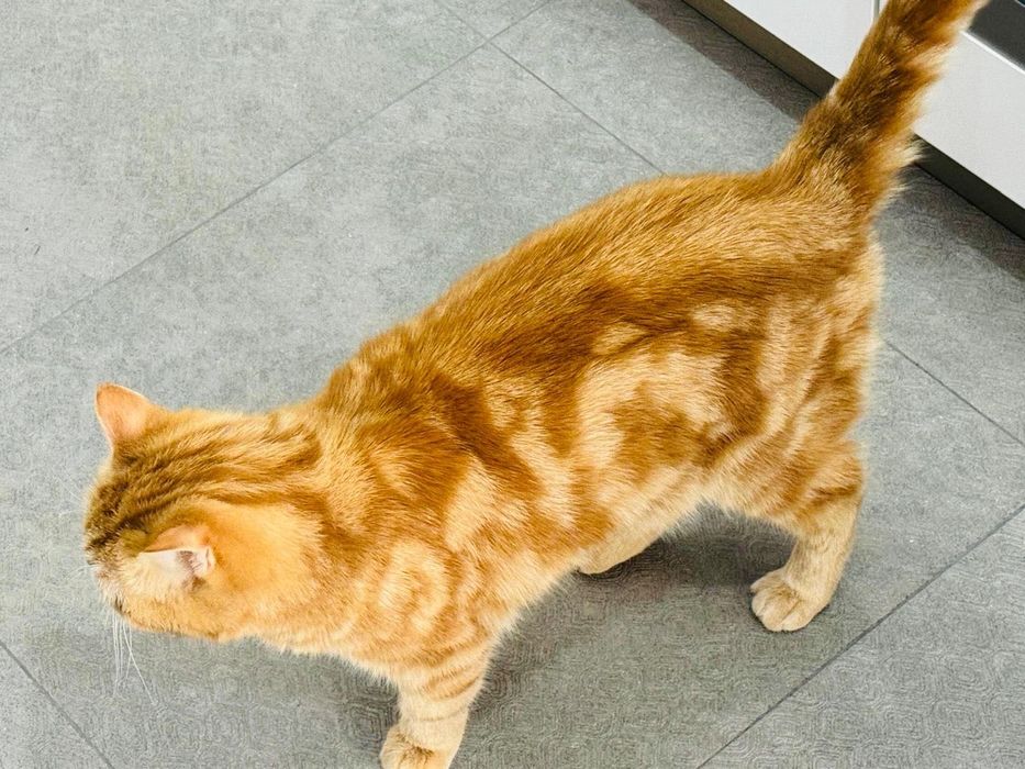 Отдаем в добрые руки!