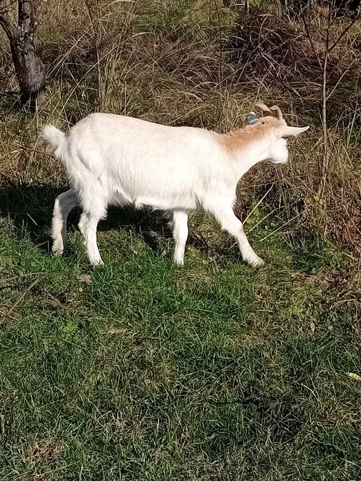 Vând capre și oi!
