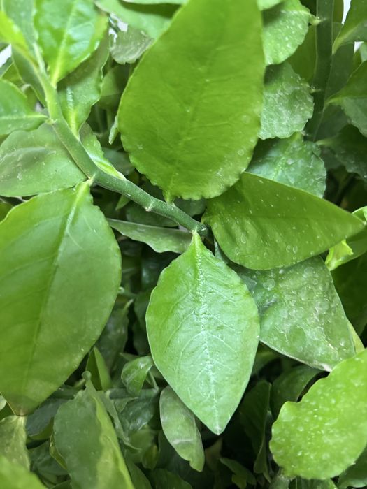 Продам педилантус