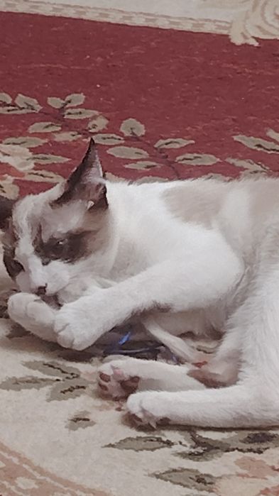 СРОЧНО отдам котёнка