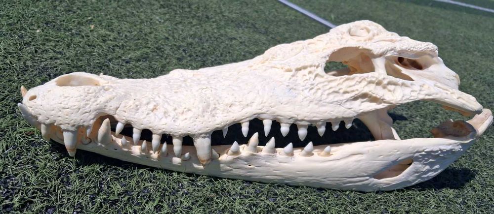 Челюст  Крокодил