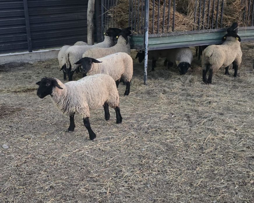 Oi si miei Suffolk