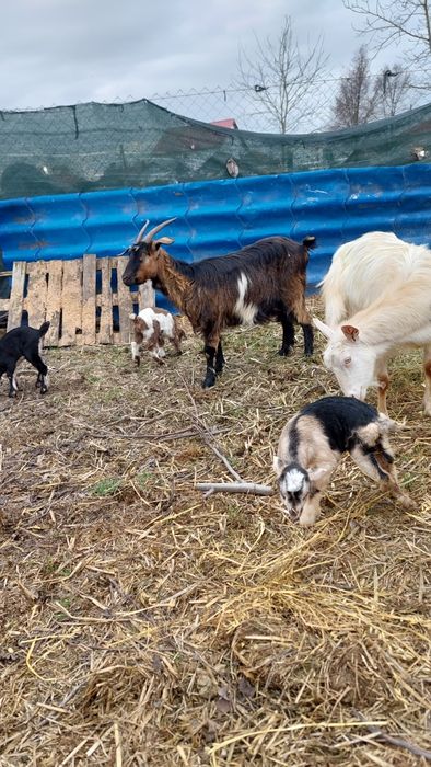 Capre tinere cu iezi