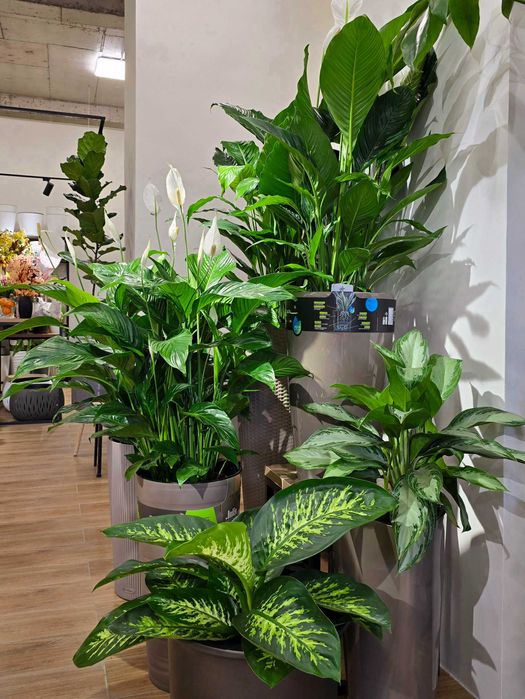 Магазин комнатных растений в центре города с большим ассортиментом