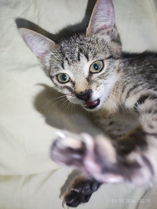 Милый пушистик ищет дом!