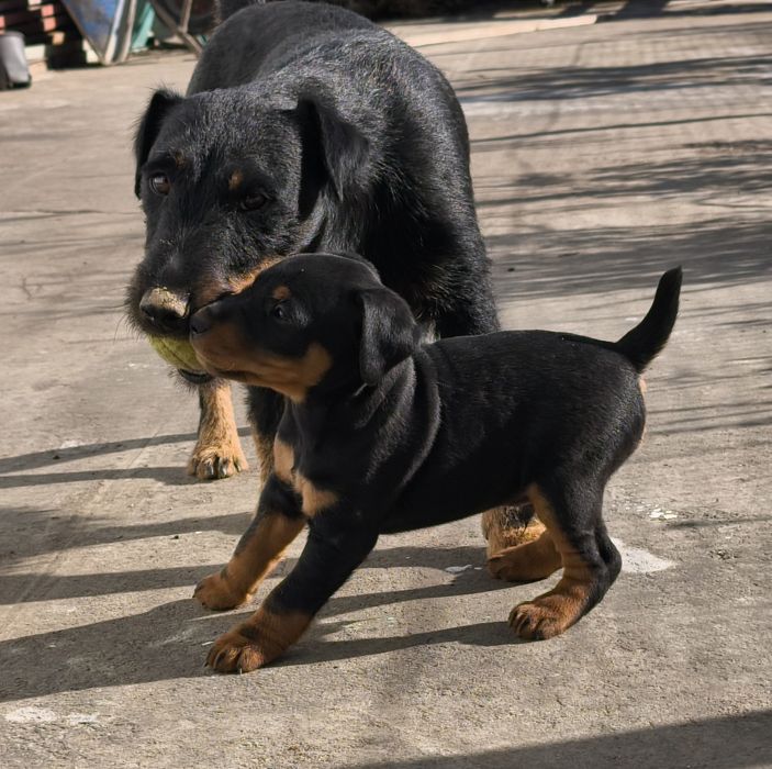 Щенок немецкого ягтерера