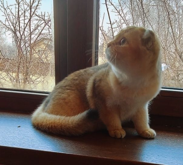 Шиншилла Шотландская