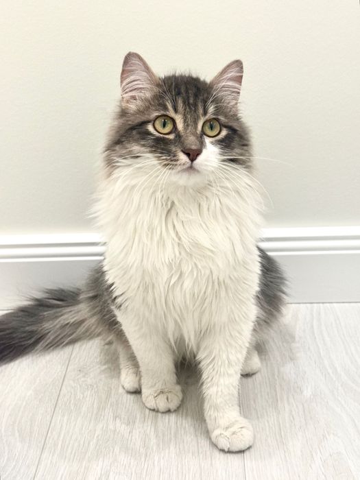 Отдадим кота в добрые руки, очень послушный