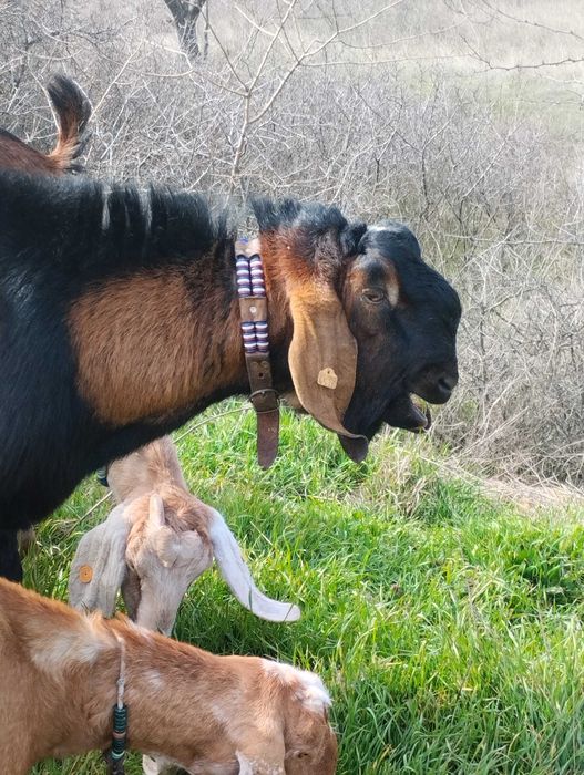 Продавам англонубииски пръч