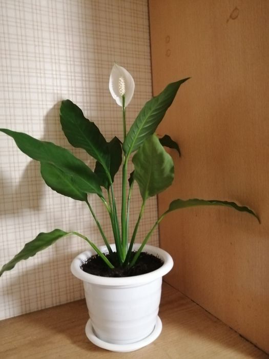 Спатифиллум (женское счастье)
