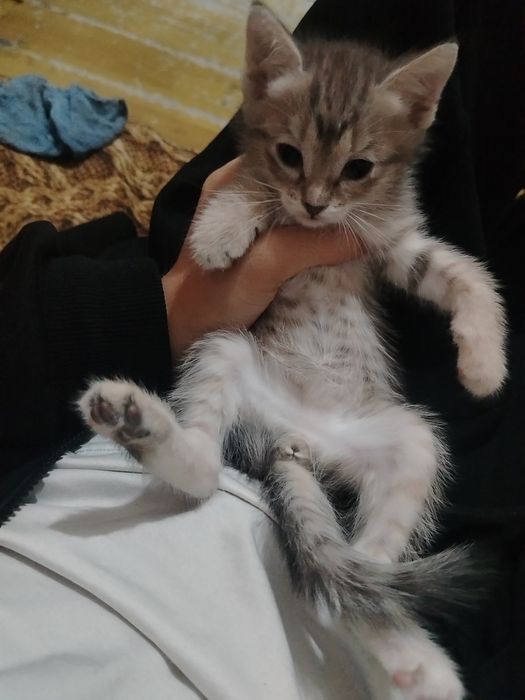 Отдам котят в добрые руки