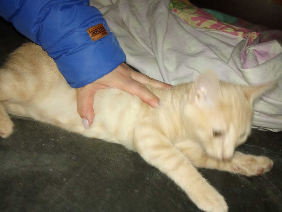 Котенца от Каварна тирсят дом