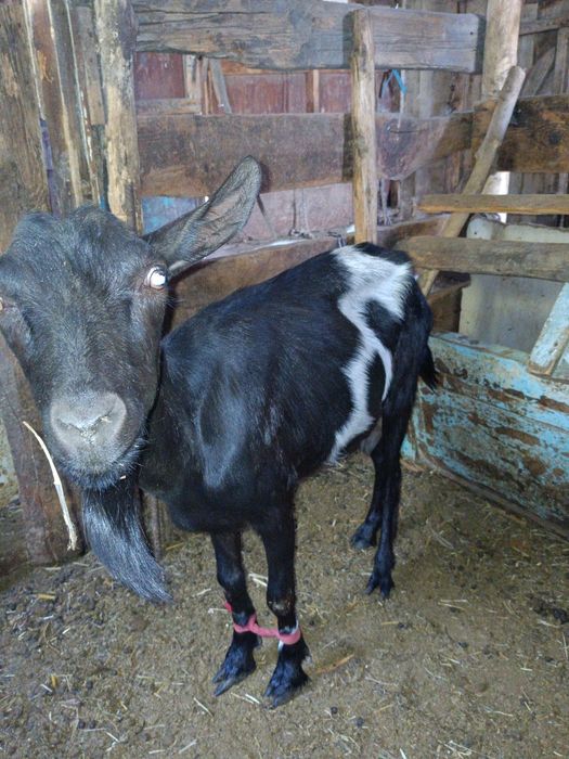 Продам коз молочной породы