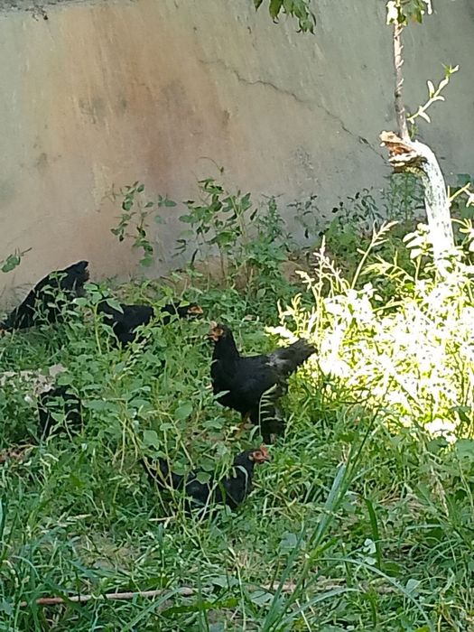 Qora shaxzoda gigant