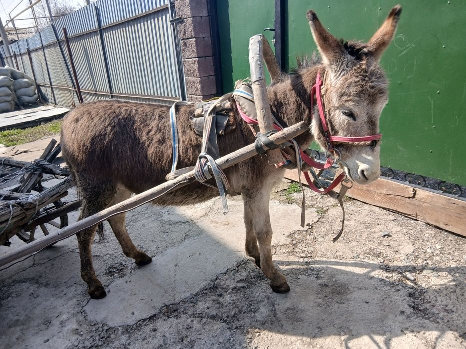 Продаю ишака с телегой