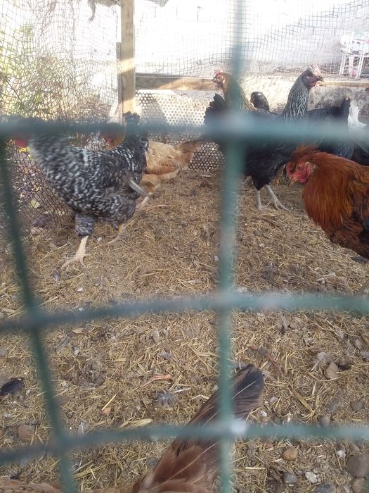 Joydori xonagi tavuqlar sotiladi 13ta