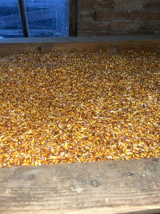 Vând porumb boabe