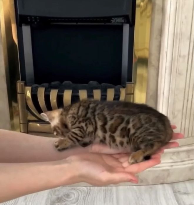 Срочно продам бенгалтского котенка
