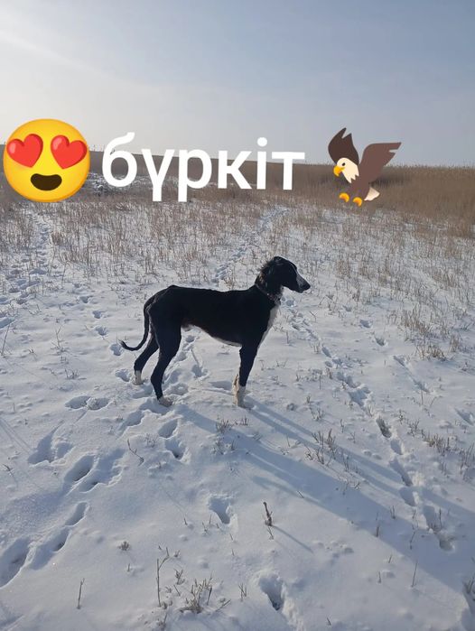 тазы сатам зор мықты ауыздаған