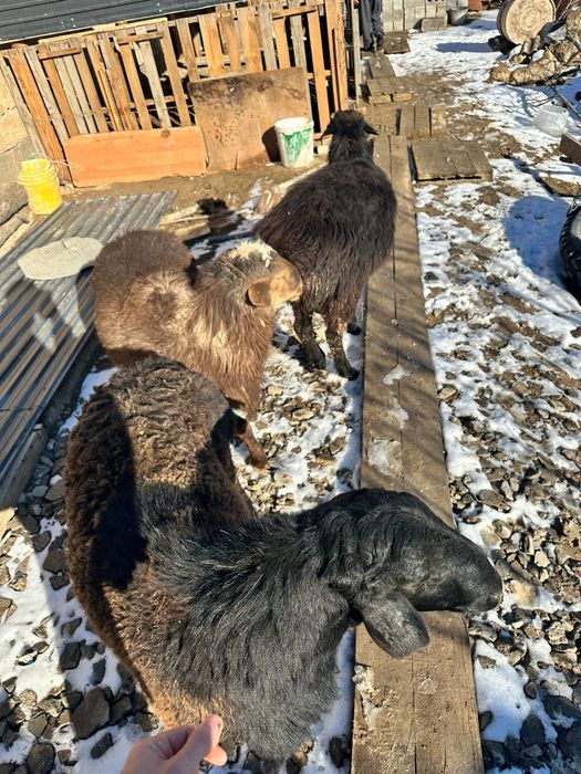 Семіз үш қошқар сатылады