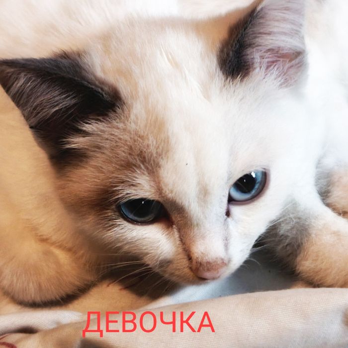 Отдам котят в добрые руки