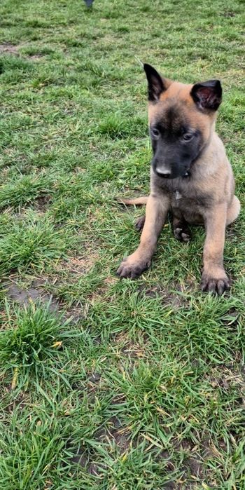 Ciobanesc belgian malinois pedigree