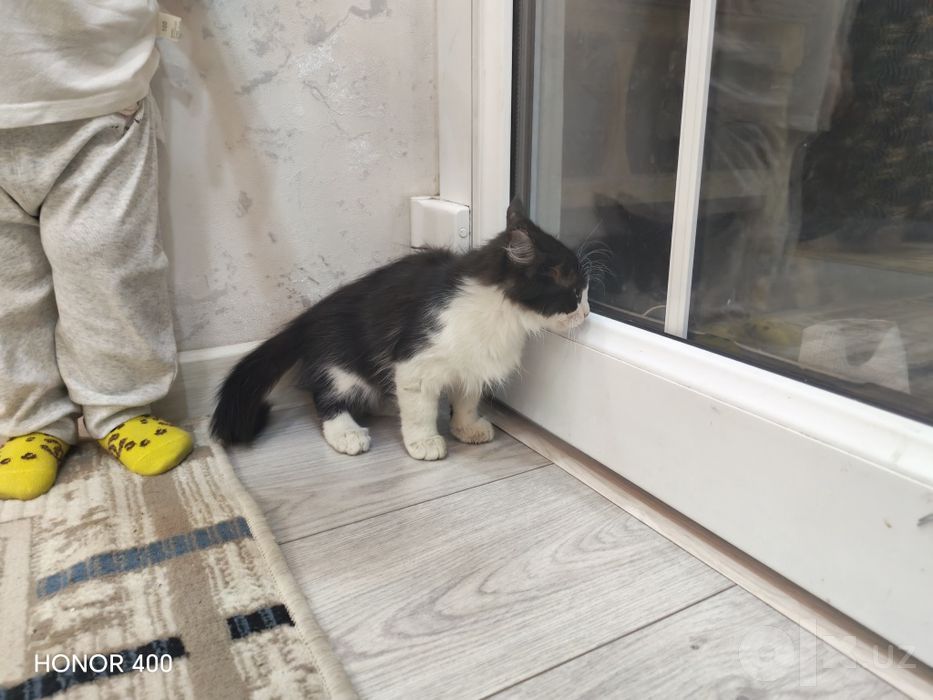 Мушукчалар хадяга берилади