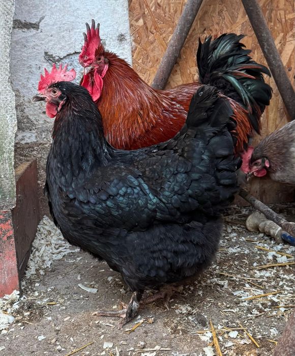 Pui de marans NCC/ BCC